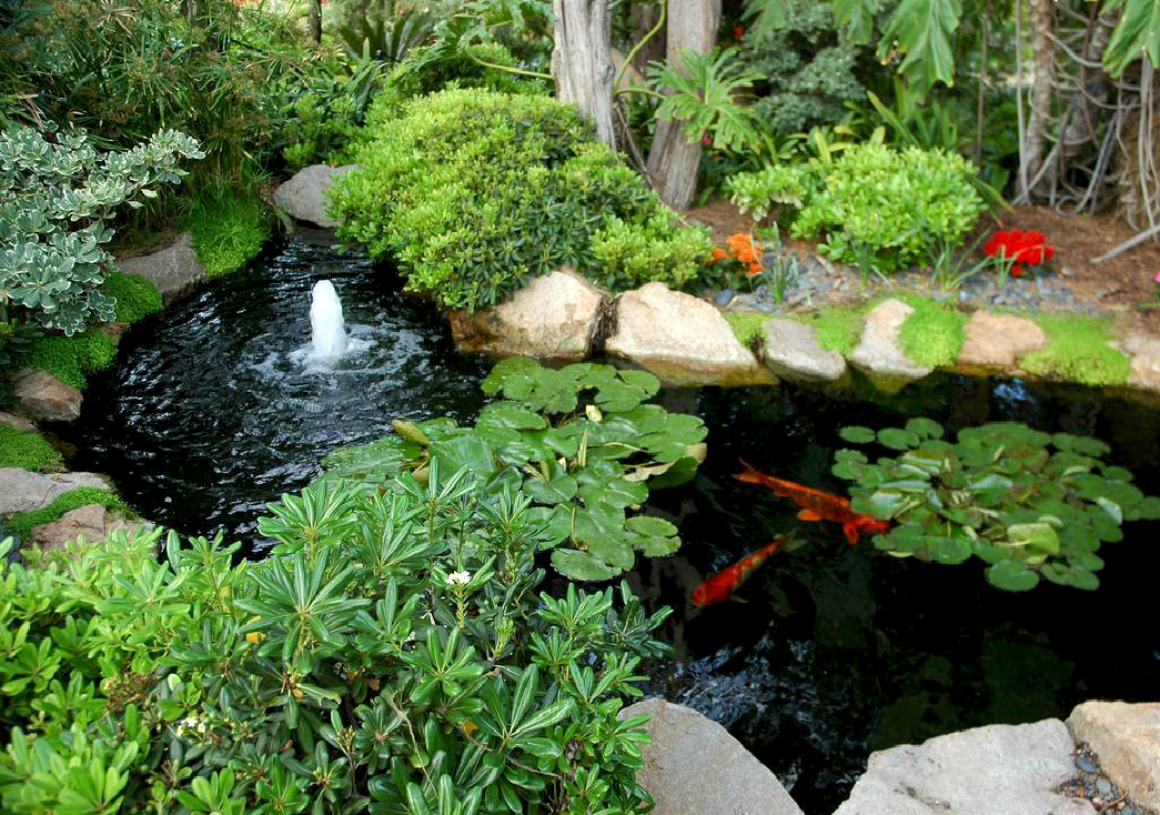 Tipos de plantas para lago ornamental