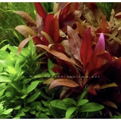 Alternanthera reineckii “Lilacina”