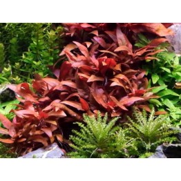 Alternanthera reineckii “Lilacina”