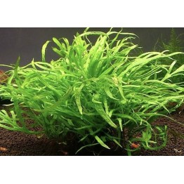 Microsorum pteropus ‘Trident’
