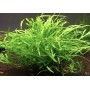 Microsorum pteropus ‘Trident’ 