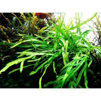 Microsorum pteropus ‘Trident’