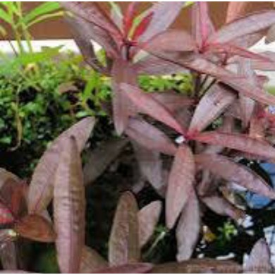 Alternanthera sessilis var. rubra (Violácea)