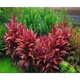 Alternanthera sessilis var. rubra (Violácea)