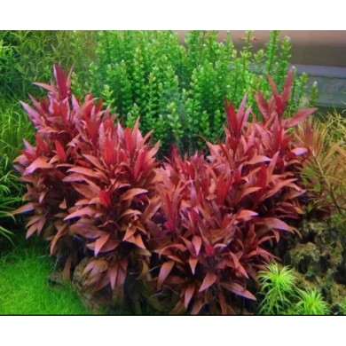 Alternanthera sessilis var. rubra (Violácea)