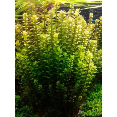 Ammannia sp. Bonsai