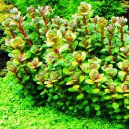 Ammannia sp. Bonsai