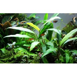 Anubias barteri var. glabra (Lanceolata)