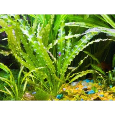 Aponogeton crispus 