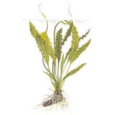 Aponogeton crispus 