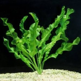 Aponogeton crispus 