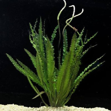 Aponogeton crispus 
