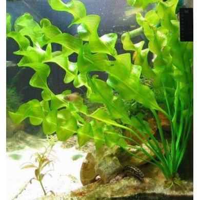 Aponogeton crispus 