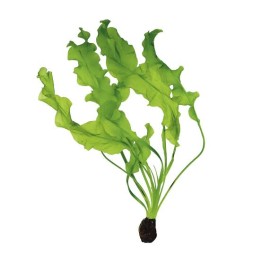 Aponogeton ulvaceus 