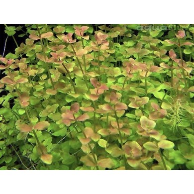 Bacopa australis