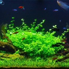 Bacopa australis