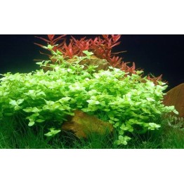 Bacopa australis