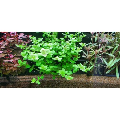 Bacopa australis
