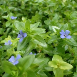 Bacopa caroliniana “Variegata”