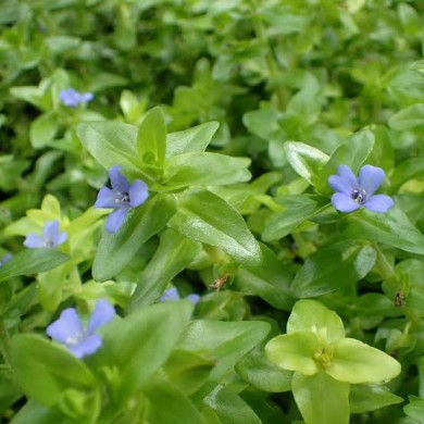 Bacopa caroliniana “Variegata”