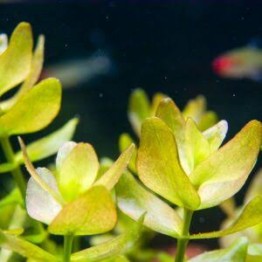 Bacopa caroliniana “Variegata”