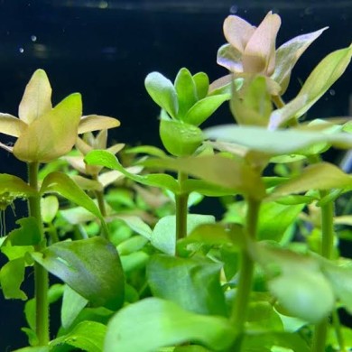 Bacopa caroliniana “Variegata”