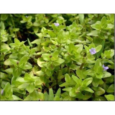 Bacopa caroliniana “Variegata”