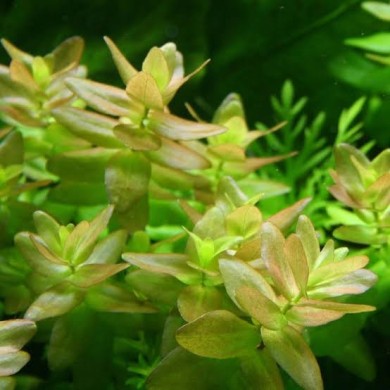 Bacopa caroliniana “Variegata”