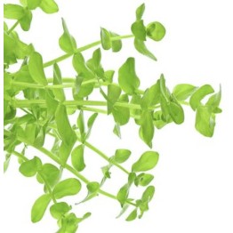 Bacopa lanigera