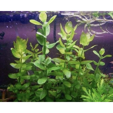 Bacopa lanigera