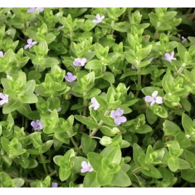 Bacopa lanigera