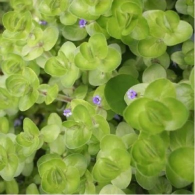 Bacopa lanigera