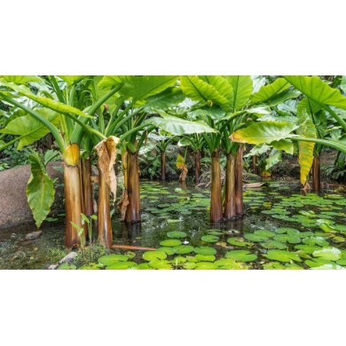Bananeira-d’Água (Typhonodorum lindleyanum)