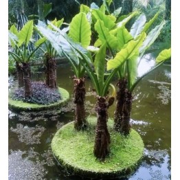 BANANEIRA D'ÁGUA (Typhonodorum lindleyanum)