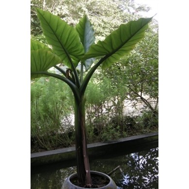 Bananeira-d’Água (Typhonodorum lindleyanum)