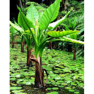 Bananeira-d’Água (Typhonodorum lindleyanum)