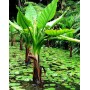 BANANEIRA D'ÁGUA (Typhonodorum lindleyanum) 
