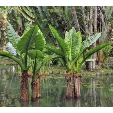 Bananeira-d’Água (Typhonodorum lindleyanum)