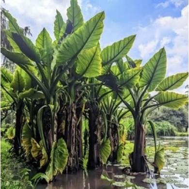 Bananeira-d’Água (Typhonodorum lindleyanum)