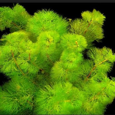 Cabomba caroliniana 