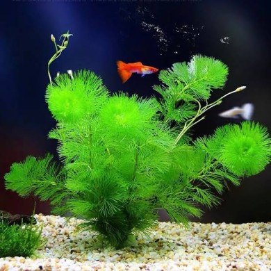 Cabomba caroliniana 
