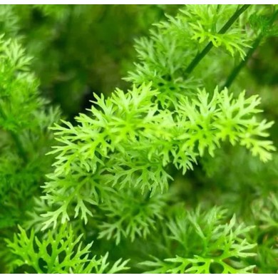 Ceratopteris thalictroides (Samambaia d'água)