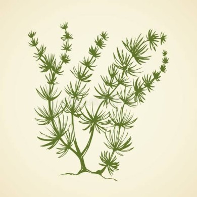 Chara fragilis