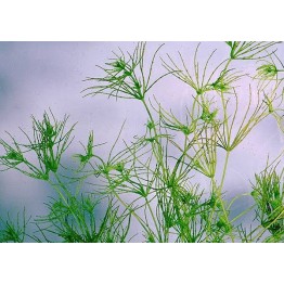 Chara fragilis
