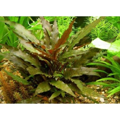 Cryptocoryne beckettii