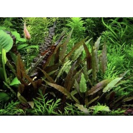 Cryptocoryne beckettii