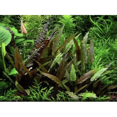Cryptocoryne beckettii