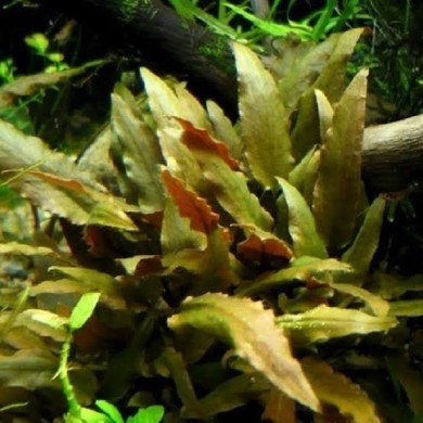 Cryptocoryne beckettii