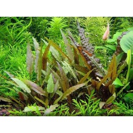 Cryptocoryne beckettii