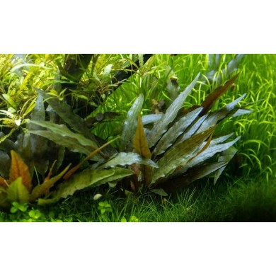 Cryptocoryne beckettii